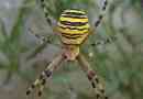 Argiopa brunnich, известен още като spider-osa