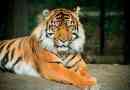Balian tiger - унищожиран подвид