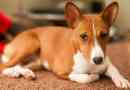 Basenji dog. Описание, характеристики, видове, цена и природа на породата басенджи