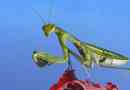 Mantis
