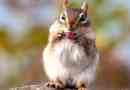 Chipmunk