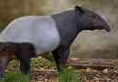 Cheprane tapir