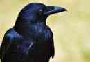 Черна врана