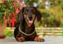 Дълго куче - dachshund: интересно за породата