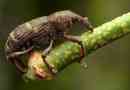 Bonnoine beetle insect. Описание, характеристики, гледки, начин на живот и борба срещу weevil