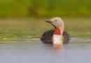 Loon