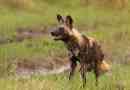 Hyennaya dog