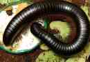 Гигантско африканско кимване - екзотично millipede