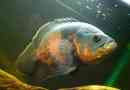 Eyeal astronotus, той е воден бивол