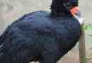 Gokko - woody chickens