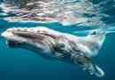 Гърбавите китове защитават други животни