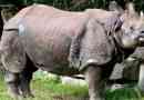 Индийски носорог
