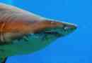 Indoocanic пясъчна акула: описание на гигантска риба
