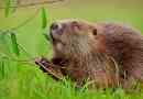 Интересни факти за бобрите