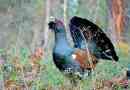 Интересни факти за capercaillie