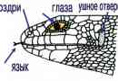 Гущери