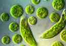 Euglena green: създание от micmome