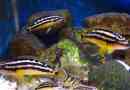 Julicomis ornatus: аквариумна риба