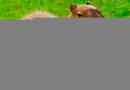 Как изглежда capybara и какъв начин на живот води?