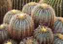 Кактус - изгледи и снимки