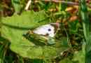 Kaputnik butterfly insect. Описание, функции, видове и снимки на зелето