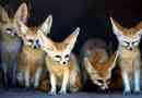 Джуджето fox feneck