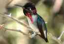Hummingbird-pchelka-baby сред колибри