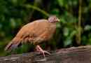 Red shortz partridge: всичко за живота на незабележима птица