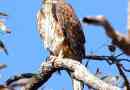 Red hawk - grouse