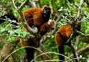 Red lemur vari