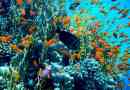 Красотата на подводния свят на червено море