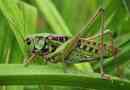 Grasshopper - гледки и снимки