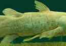 Латимерия - на живо вкаменелости