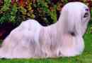 Lhasky apso (lhasa apso). Описание на породата, снимки на кучета