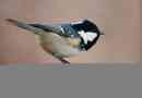 Moskovka или black tit - интересни факти