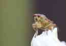 Fly drosophila