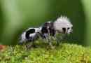 Ant-panda-bukashka, подобно на бамбукова мечка