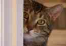 Novosibirsk cat tisha причини обаждане на полиция за безредици