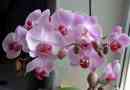 Орхидея