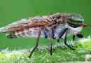 Gadfly