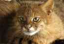 Pampas cat: описание, снимка и видео