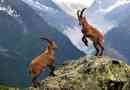 Планински алпийски kozel ibex