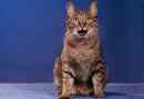 Birming cat