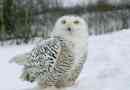 Полярна сова
