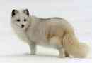 Полярна лисица (поларна лисица)