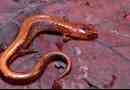 Пълзяща или горна саламандра