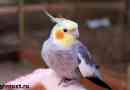 Corella parrot bird. Описание, характеристики, грижи и цена на папагала corella