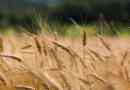 Пшеница