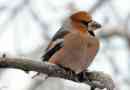 Bird dubonos. Тайно пеене