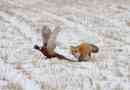 Physanus bird